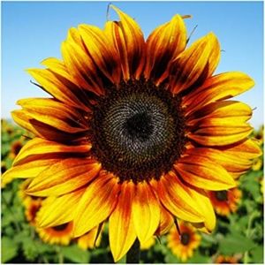 Meet your Posher, Lady Sunflower